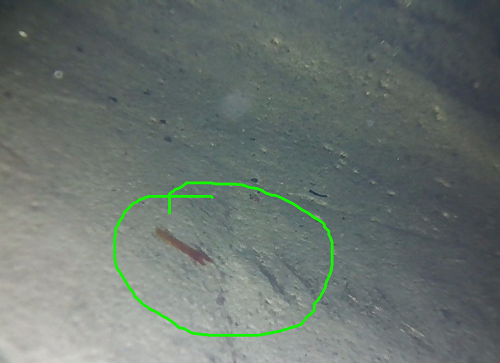 視頻內(nèi)窺鏡具有哪些特點？